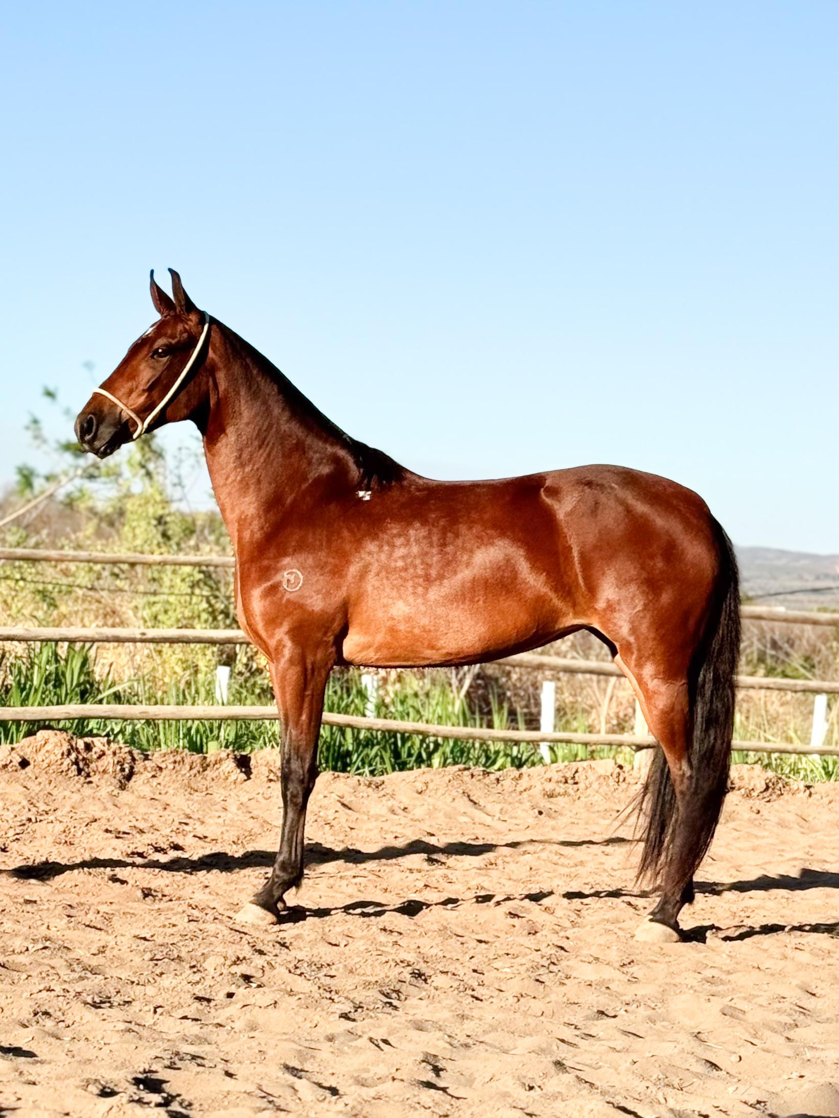 Eterna do Escuro whatsapp image 2025 10 02 at 13.36.53