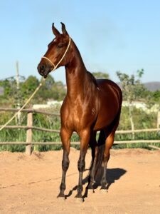 whatsapp image 2025 10 02 at 13.36.55 (1)