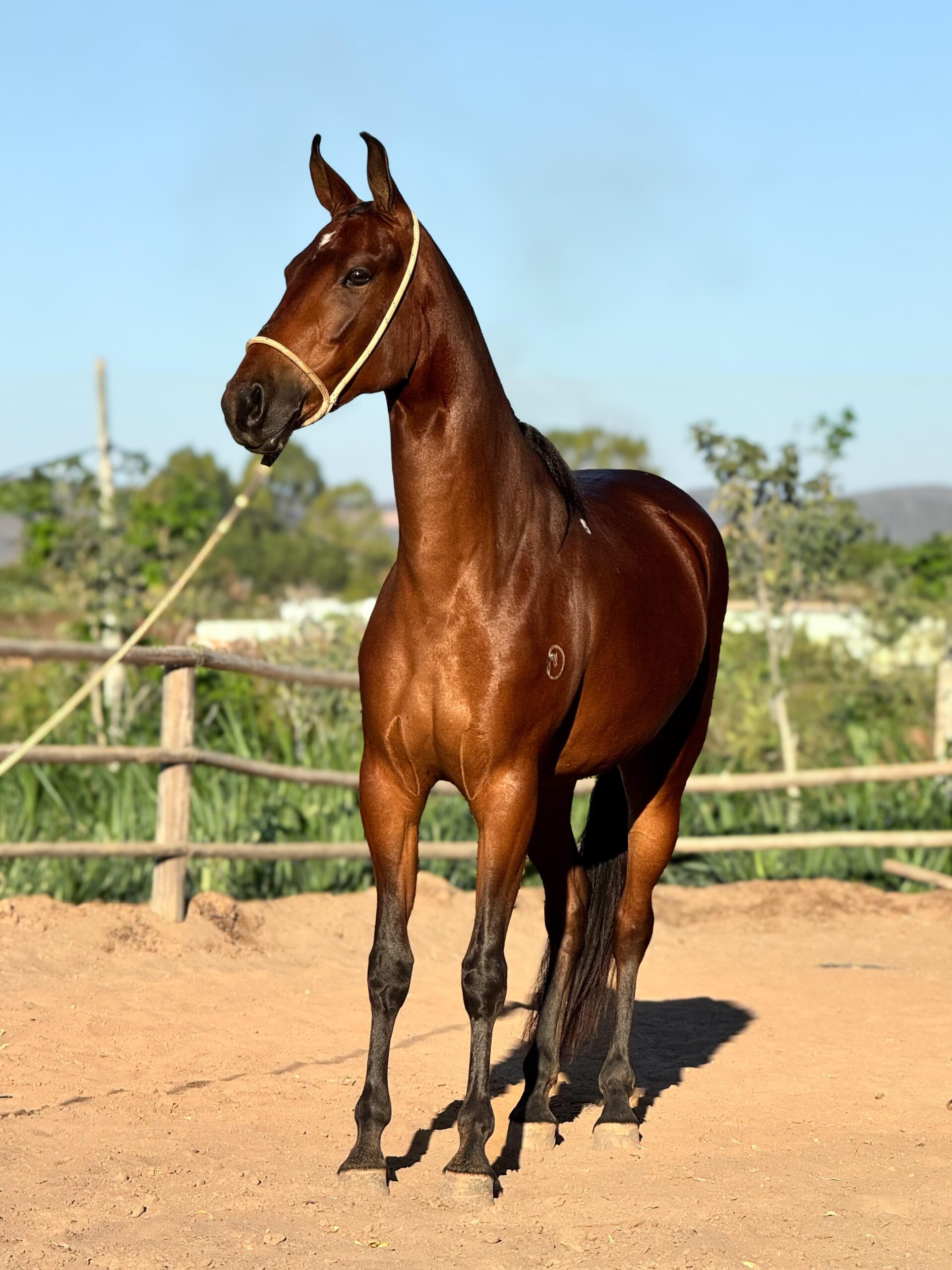 Eterna do Escuro whatsapp image 2025 10 02 at 13.36.55 (1)