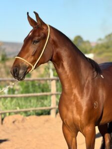 whatsapp image 2025 10 02 at 13.36.55 (2)