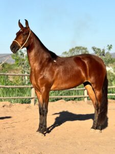 whatsapp image 2025 10 02 at 13.36.55