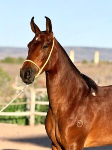 whatsapp image 2025 10 02 at 13.36.55 (3)