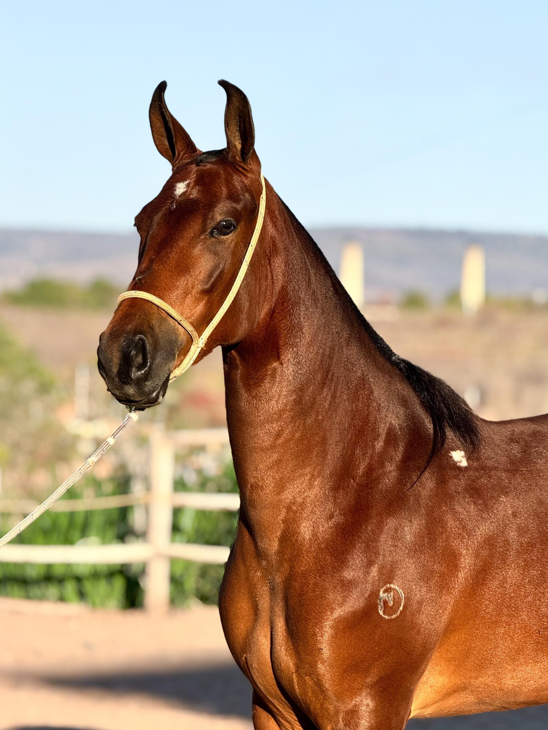 Eterna do Escuro whatsapp image 2025 10 02 at 13.36.55 (3)