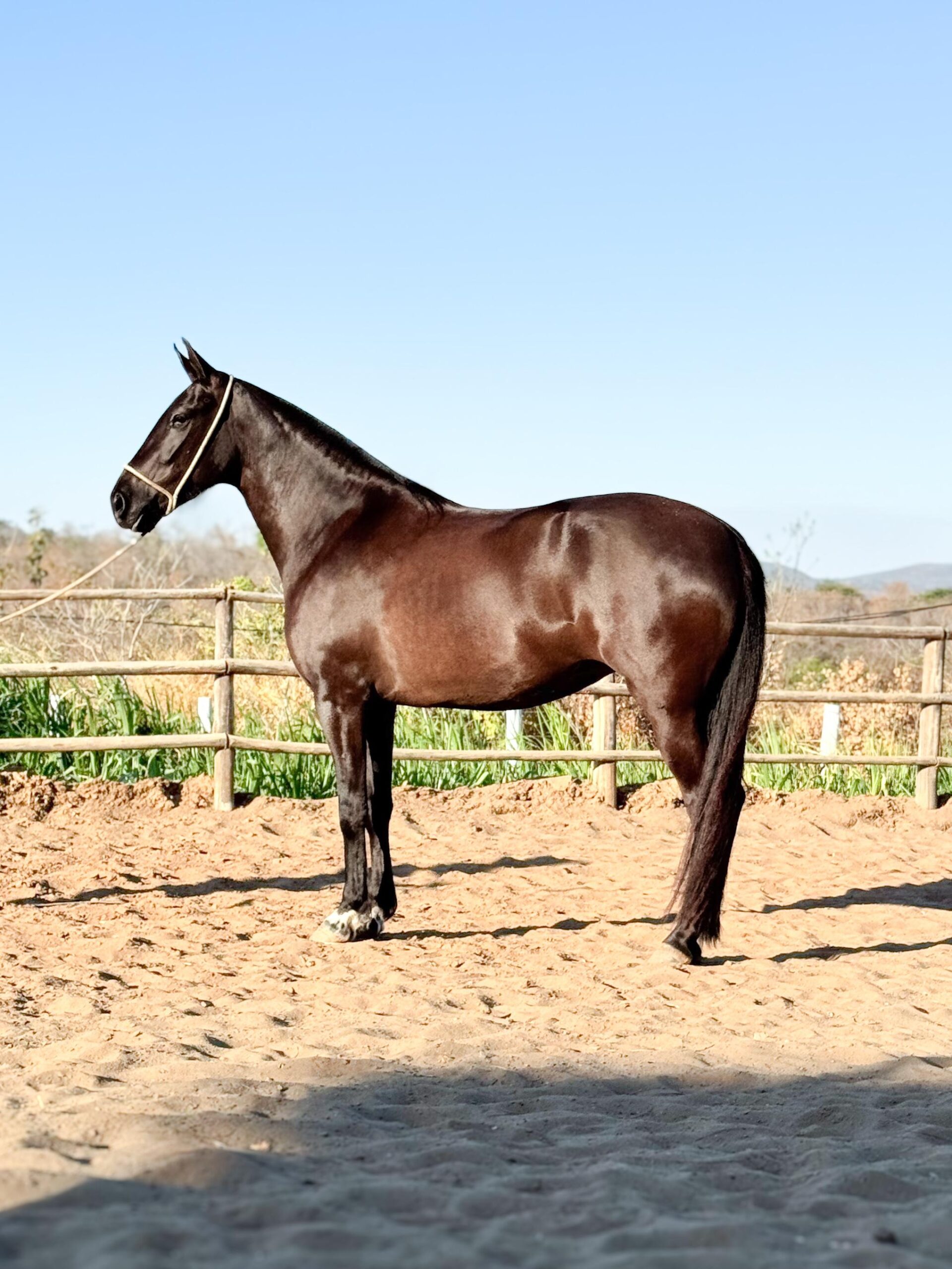 Doadoras whatsapp image 2025 10 02 at 13.39.05 (1)