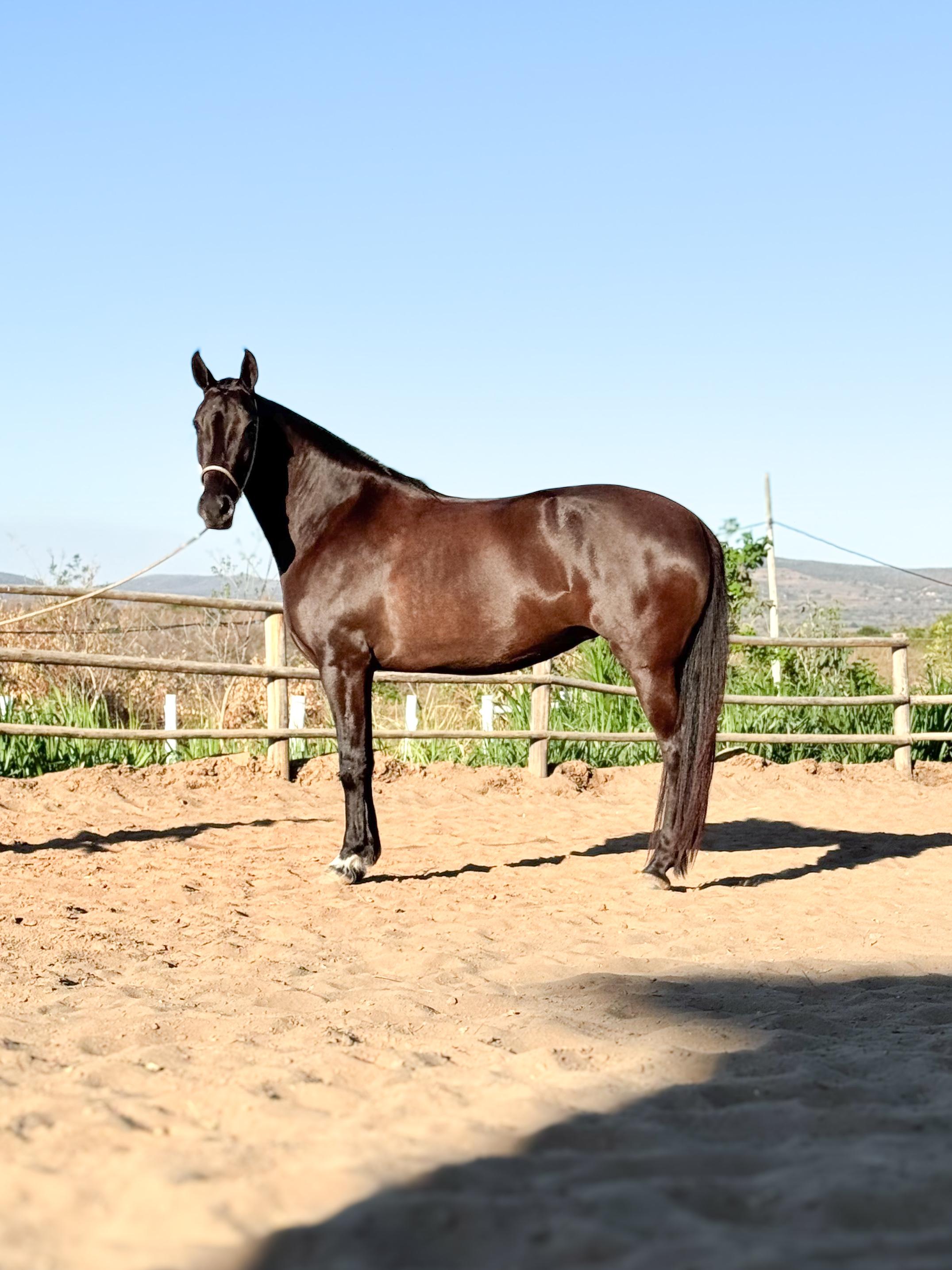 Aeromoça MS Canto do Rio whatsapp image 2025 10 02 at 13.39.05