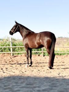 whatsapp image 2025 10 02 at 13.39.06