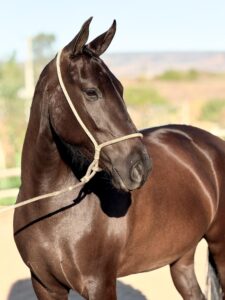 whatsapp image 2025 10 02 at 13.39.07 (1)