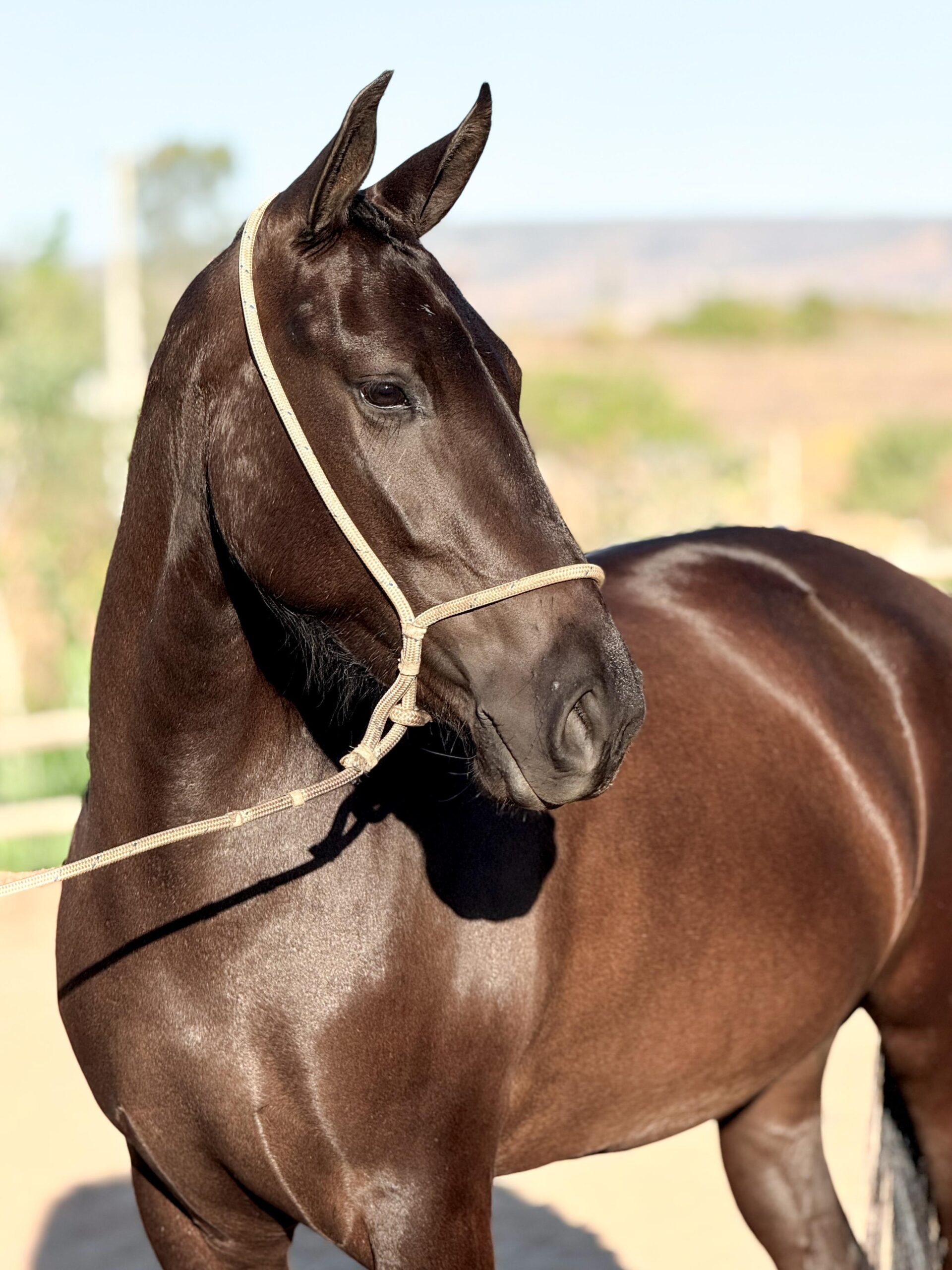 Aeromoça MS Canto do Rio whatsapp image 2025 10 02 at 13.39.07 (1)