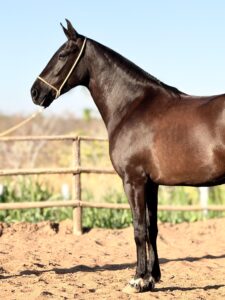 whatsapp image 2025 10 02 at 13.39.07