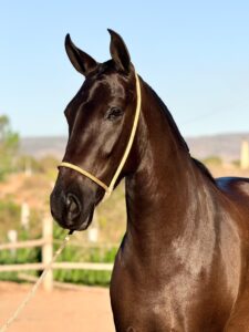 whatsapp image 2025 10 02 at 13.39.08 (2)