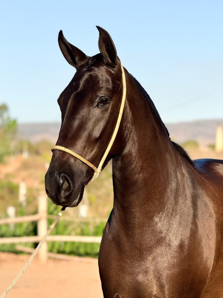 Aeromoça MS Canto do Rio whatsapp image 2025 10 02 at 13.39.08 (2)