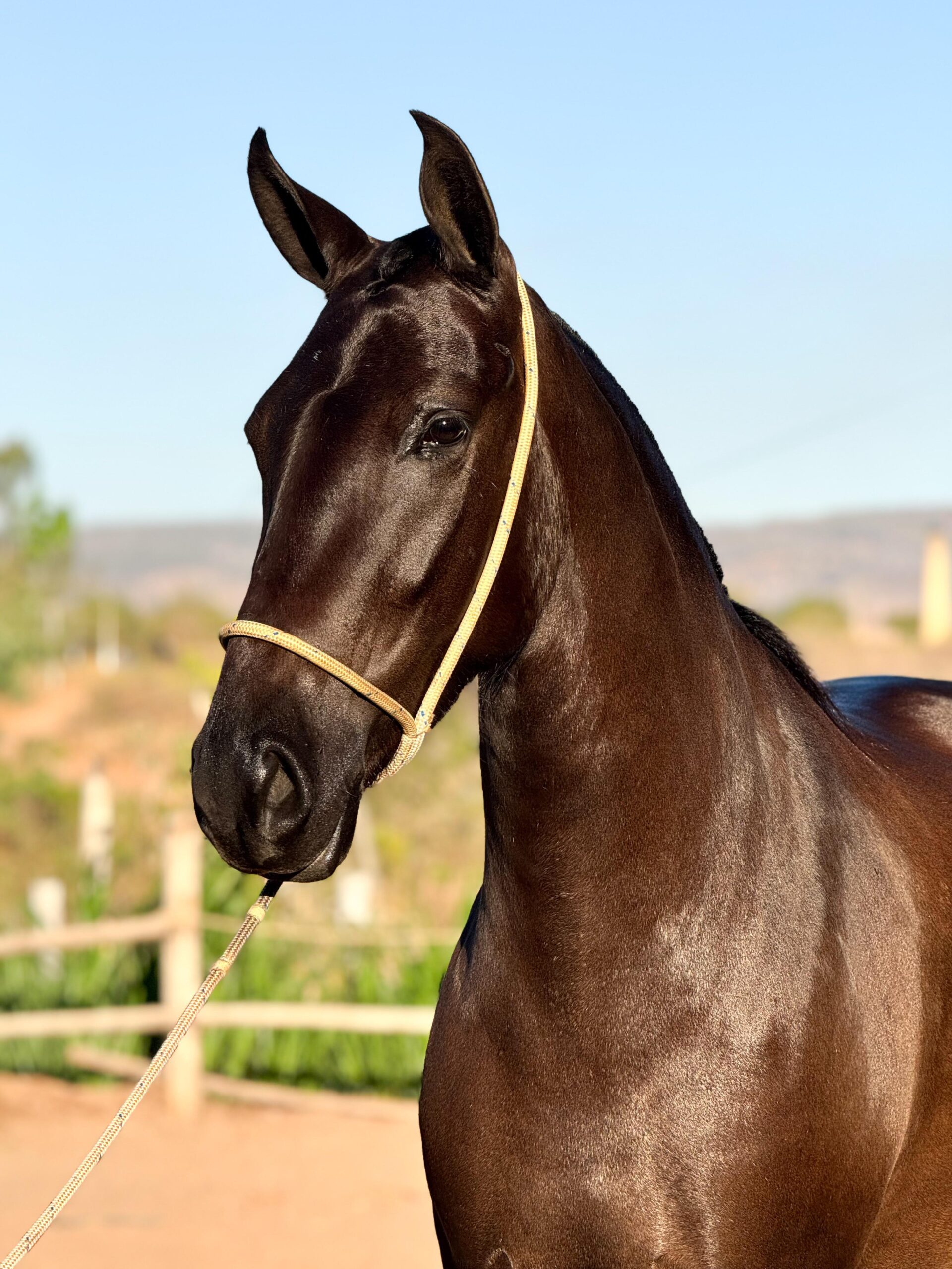 Aeromoça MS Canto do Rio whatsapp image 2025 10 02 at 13.39.08 (2)