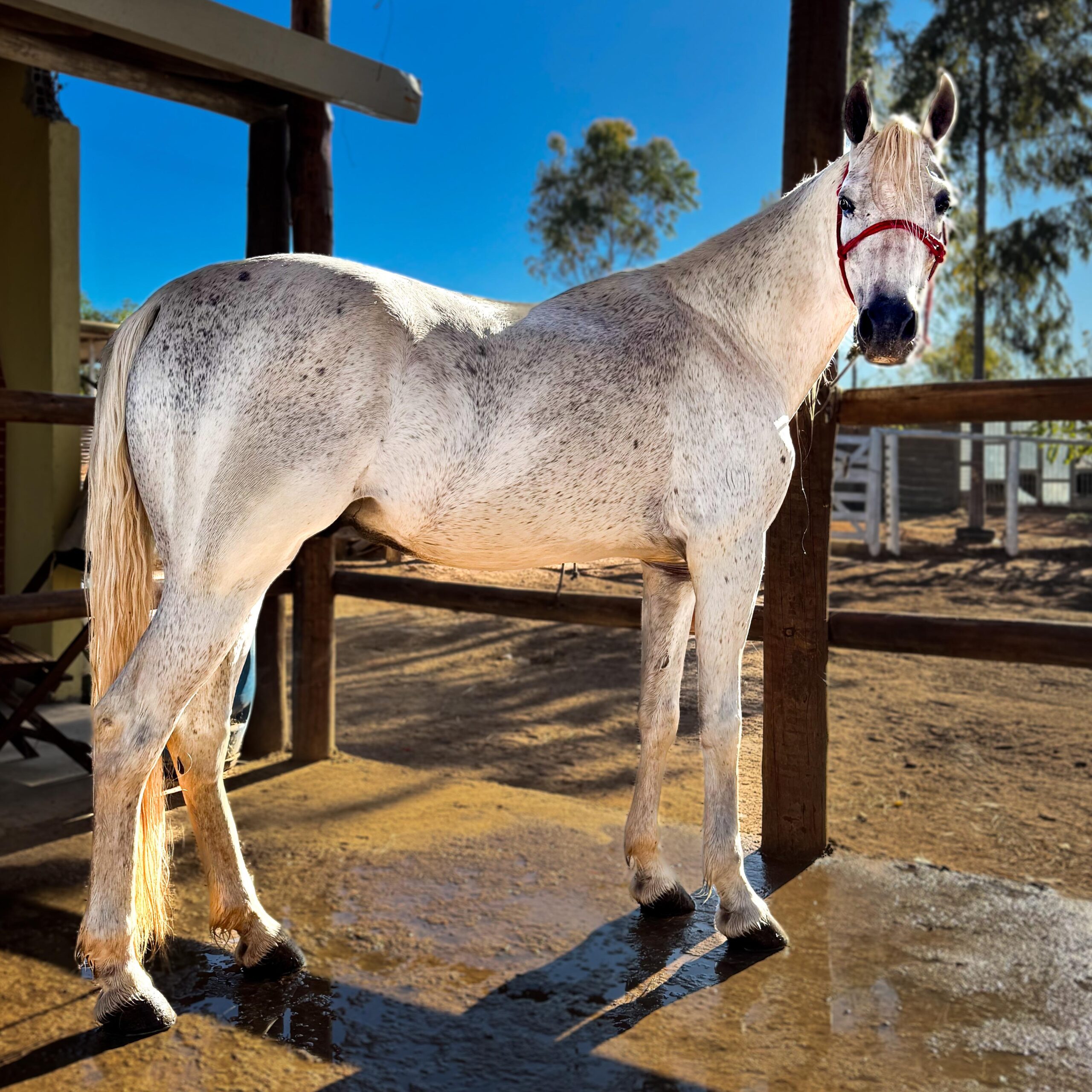 Alfinete do Zel whatsapp image 2025 08 16 at 23.04.01 (1)