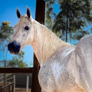 whatsapp image 2025 08 16 at 23.04.03 (1)