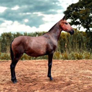 Caprichosa do HFC whatsapp image 2025 08 17 at 17.55.25 (1)