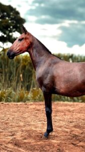 Caprichosa do HFC whatsapp image 2025 08 17 at 17.55.26 (1)