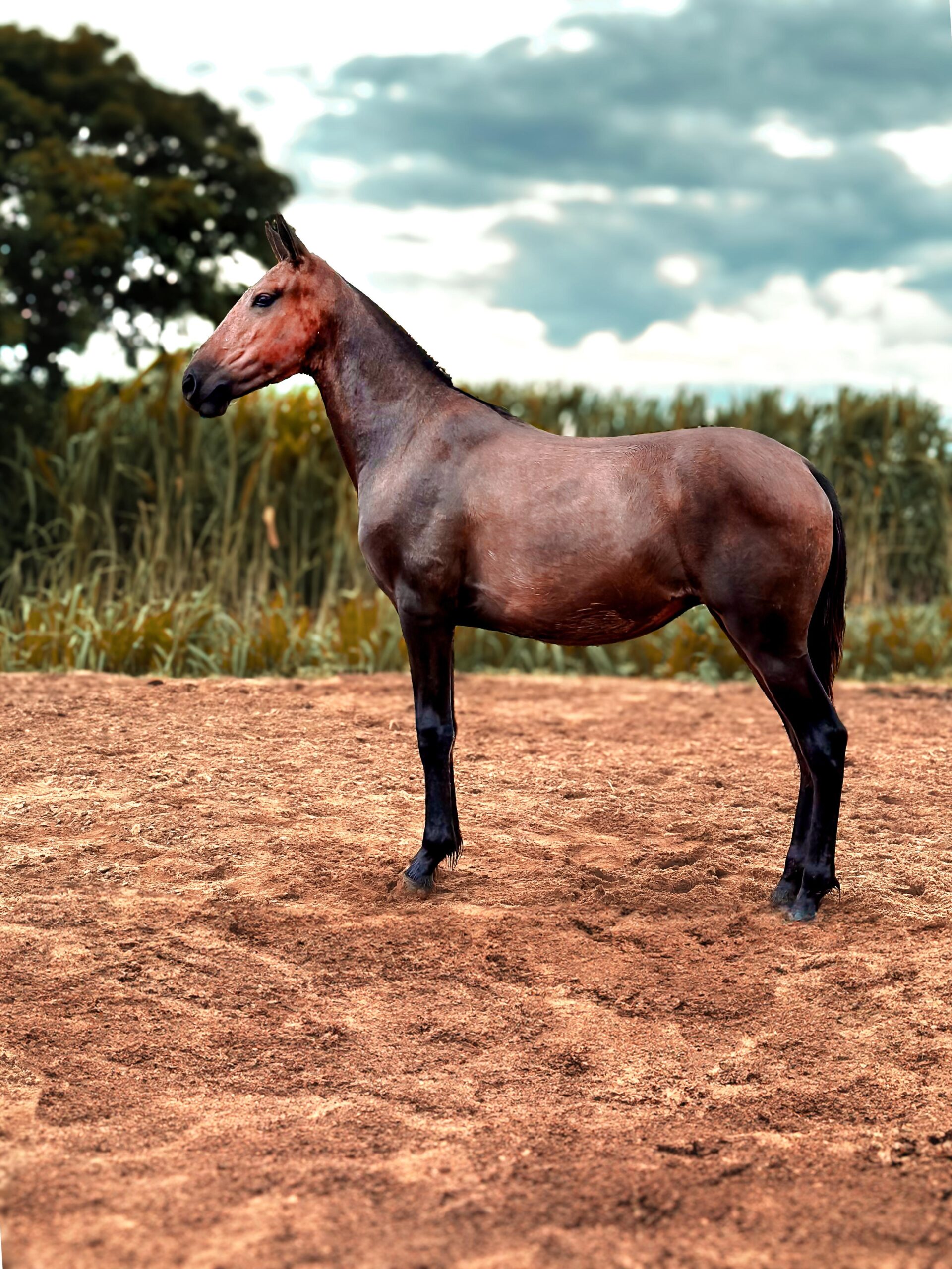 whatsapp image 2025 08 17 at 17.55.28 (1)