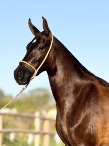 Razão do Passo Picado whatsapp image 2025 10 02 at 13.31.47