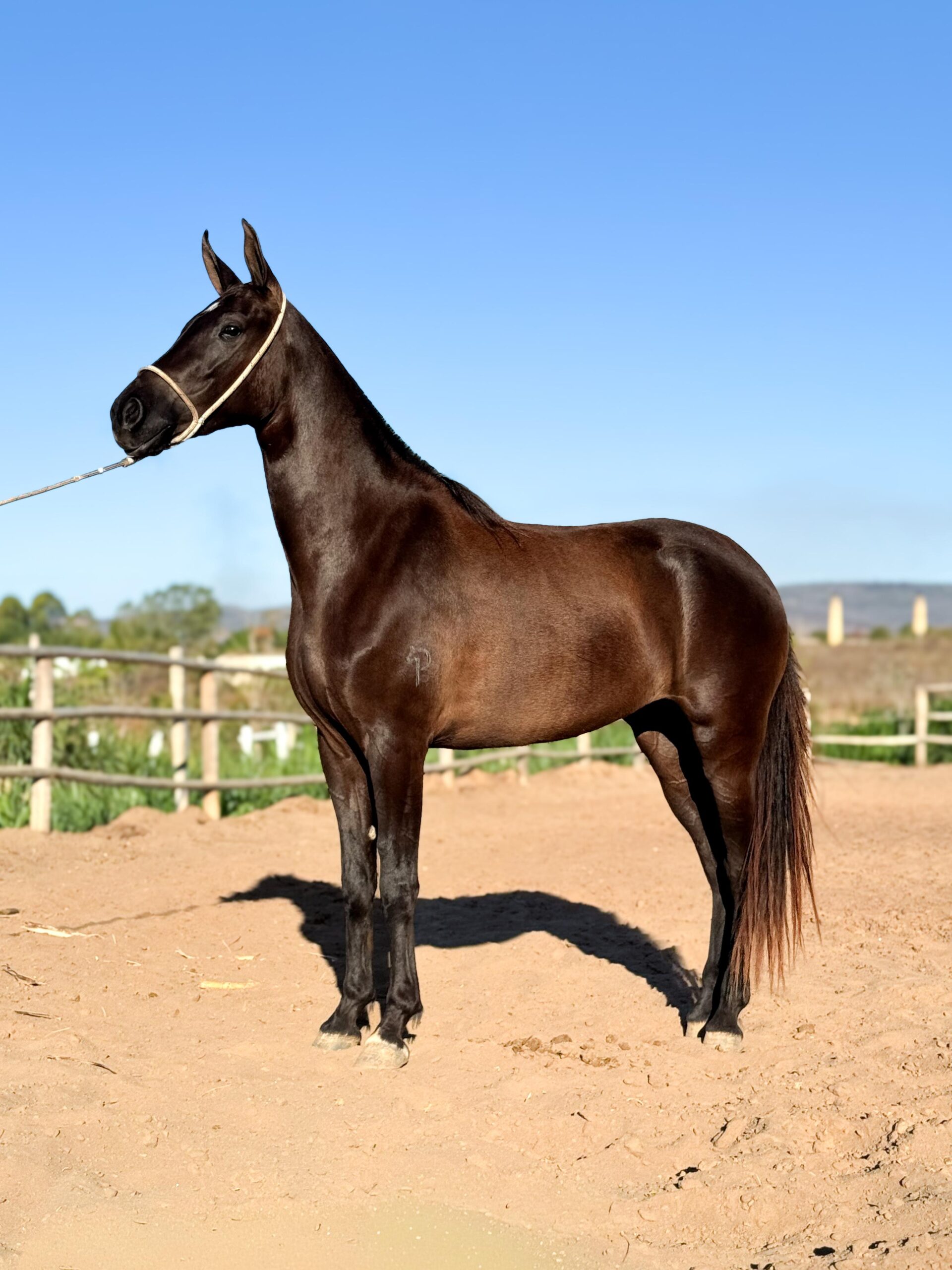 Razão do Passo Picado whatsapp image 2025 10 02 at 13.31.47 (3)