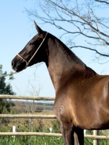 Razão do Passo Picado whatsapp image 2025 10 02 at 13.31.47 (4)