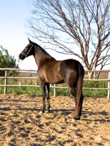 Razão do Passo Picado whatsapp image 2025 10 02 at 13.31.47 (5)