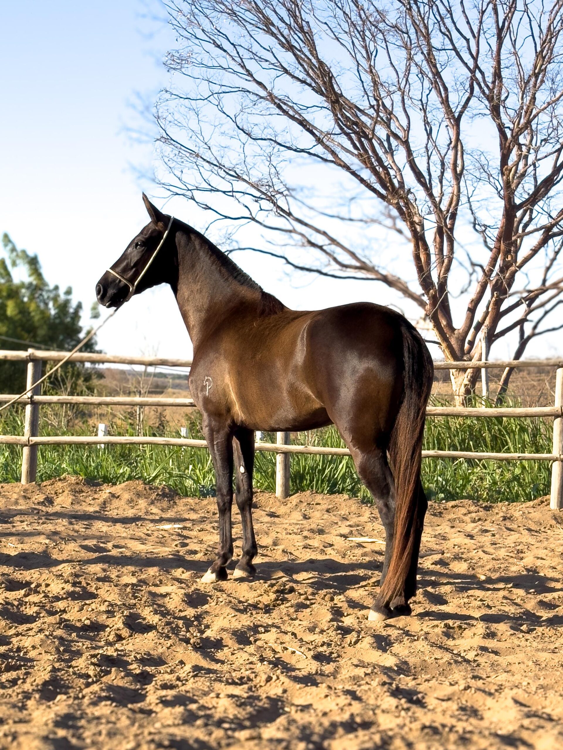 Razão do Passo Picado whatsapp image 2025 10 02 at 13.31.47 (5)