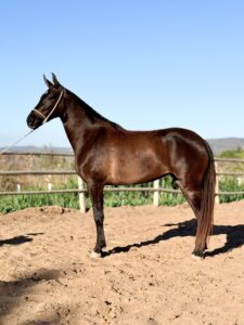 whatsapp image 2025 10 02 at 13.31.47 (6)