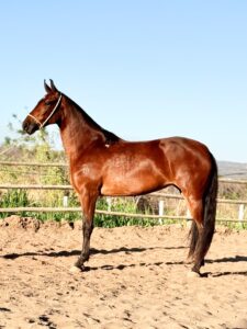 whatsapp image 2025 10 02 at 13.36.53