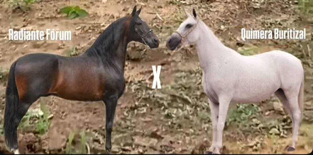 Embriões whatsapp image 2025 11 14 at 15.37.39