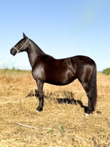 whatsapp image 2025 11 17 at 22.22.46 (1)