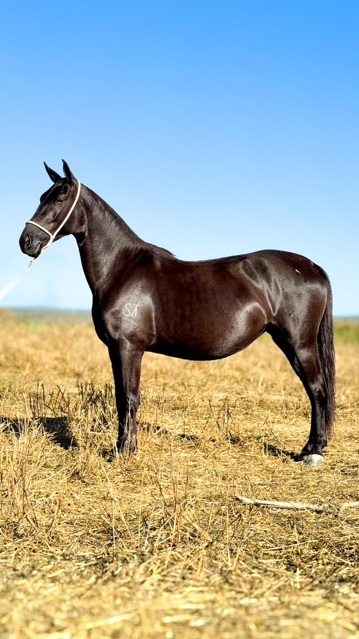 whatsapp image 2025 11 17 at 22.22.46 (2)