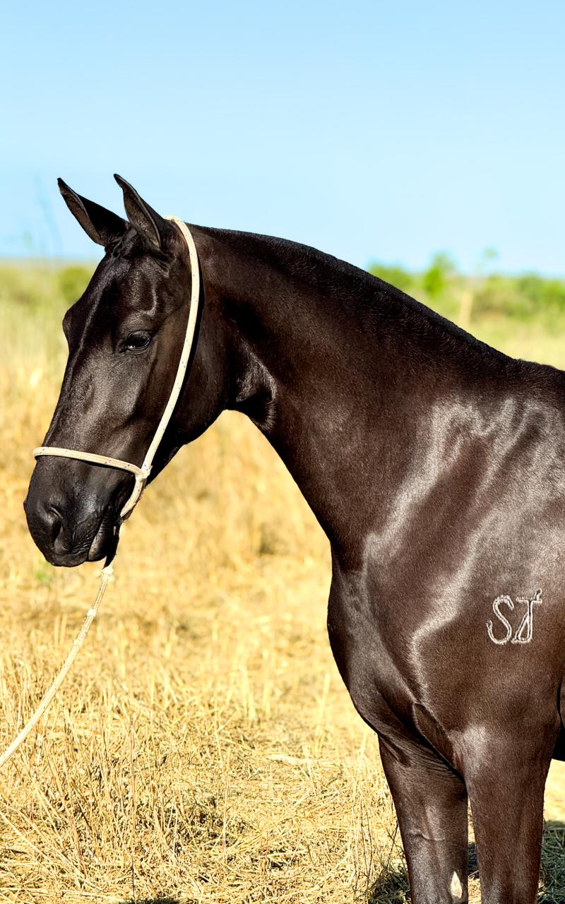 whatsapp image 2025 11 17 at 22.22.46 (3)