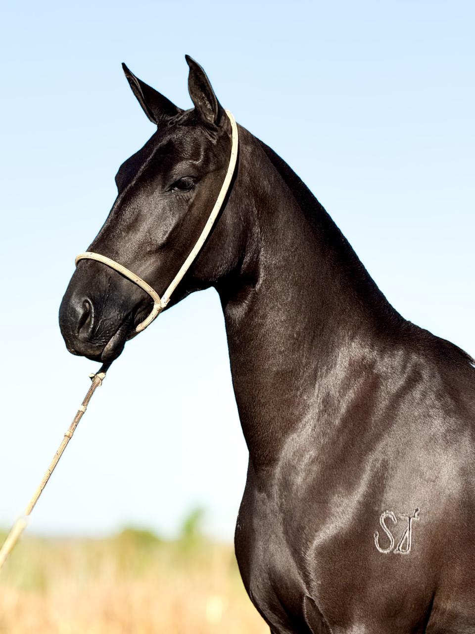 whatsapp image 2025 11 17 at 22.22.46 (4)