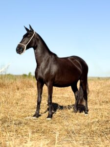 whatsapp image 2025 11 17 at 22.22.46 (5)