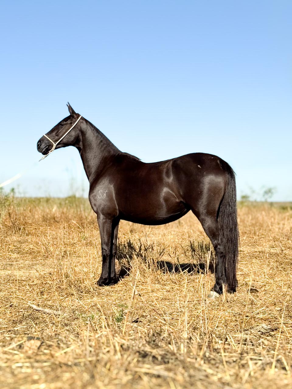 whatsapp image 2025 11 17 at 22.22.46