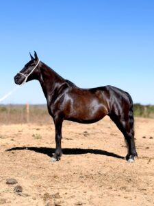 whatsapp image 2025 11 17 at 22.58.33 (1)