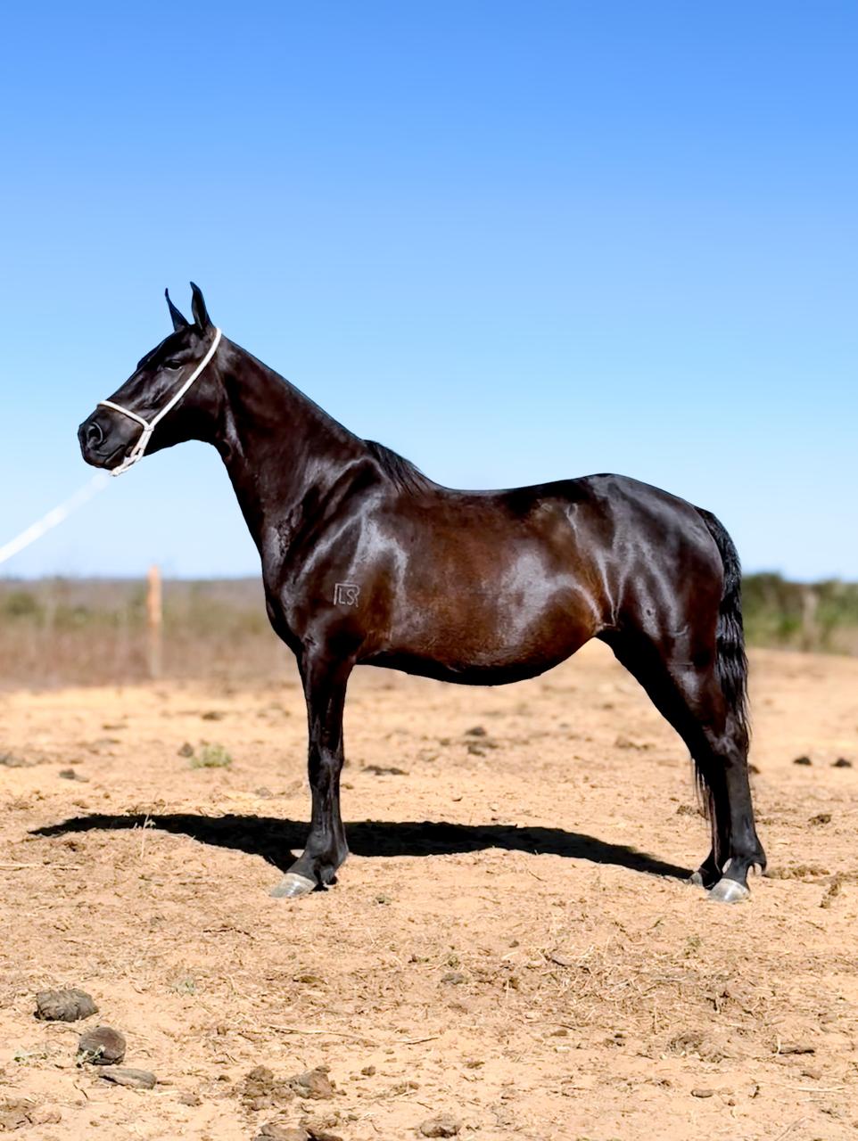 Cigana Pintado Baiano whatsapp image 2025 11 17 at 22.58.33 (1)