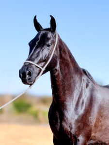 whatsapp image 2025 11 17 at 22.58.33 (2)