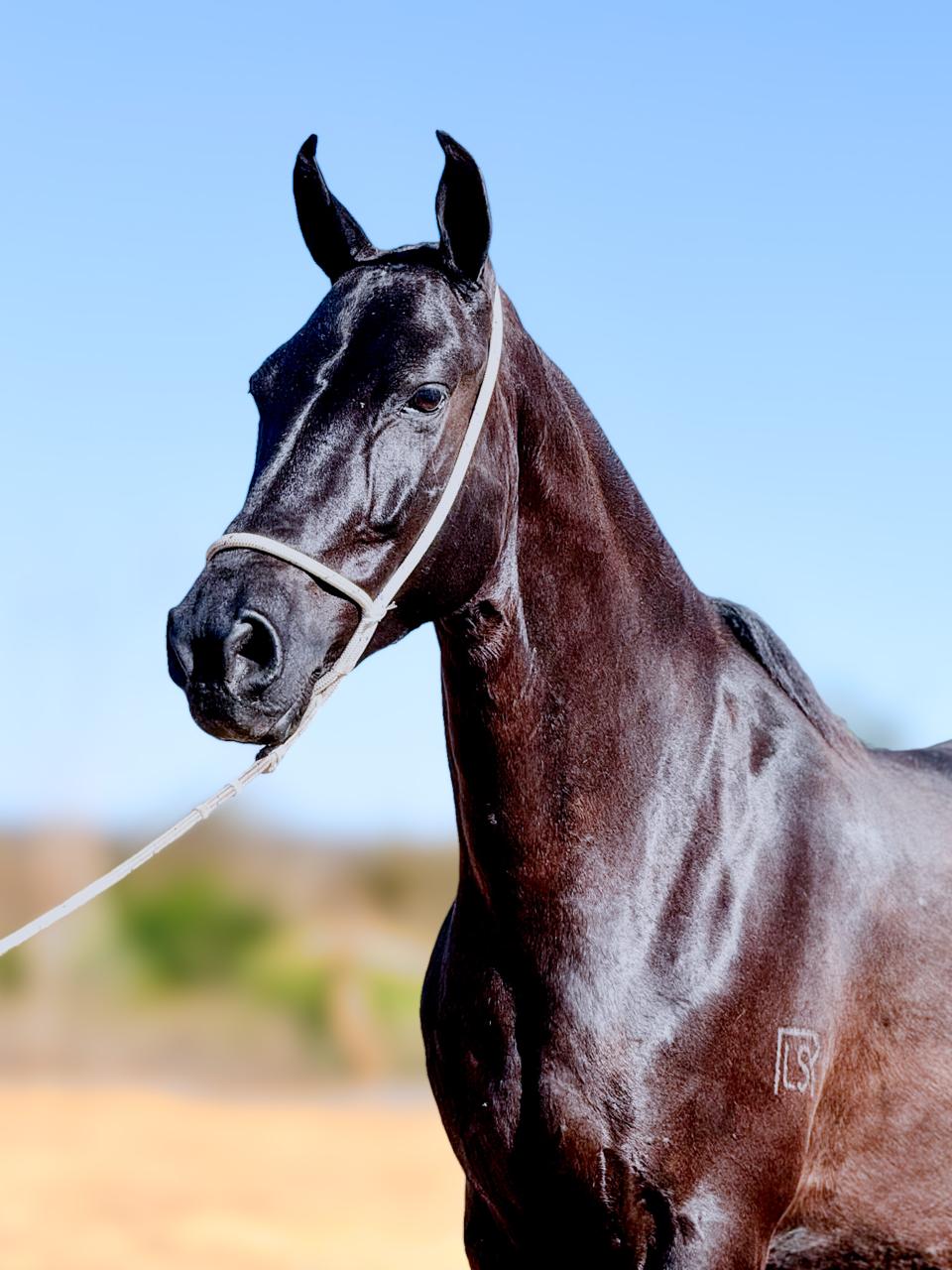 Cigana Pintado Baiano whatsapp image 2025 11 17 at 22.58.33 (2)