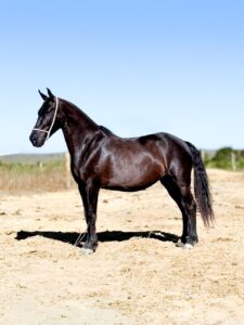 whatsapp image 2025 11 17 at 22.58.33 (3)