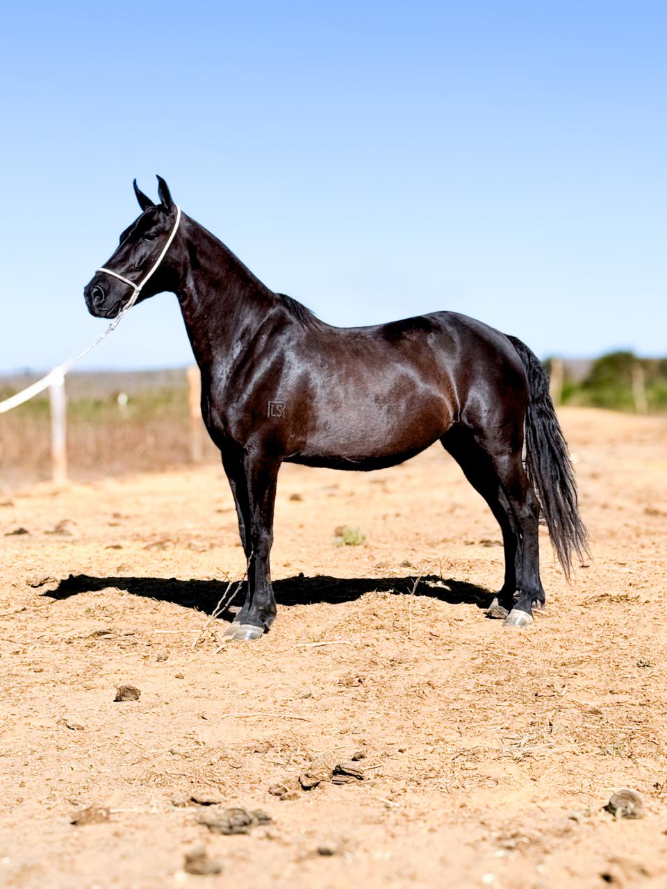 Cigana Pintado Baiano whatsapp image 2025 11 17 at 22.58.33 (4)