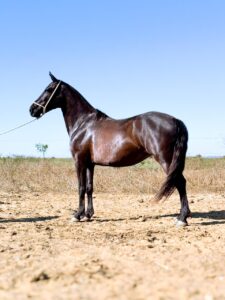 whatsapp image 2025 11 17 at 22.58.33 (5)