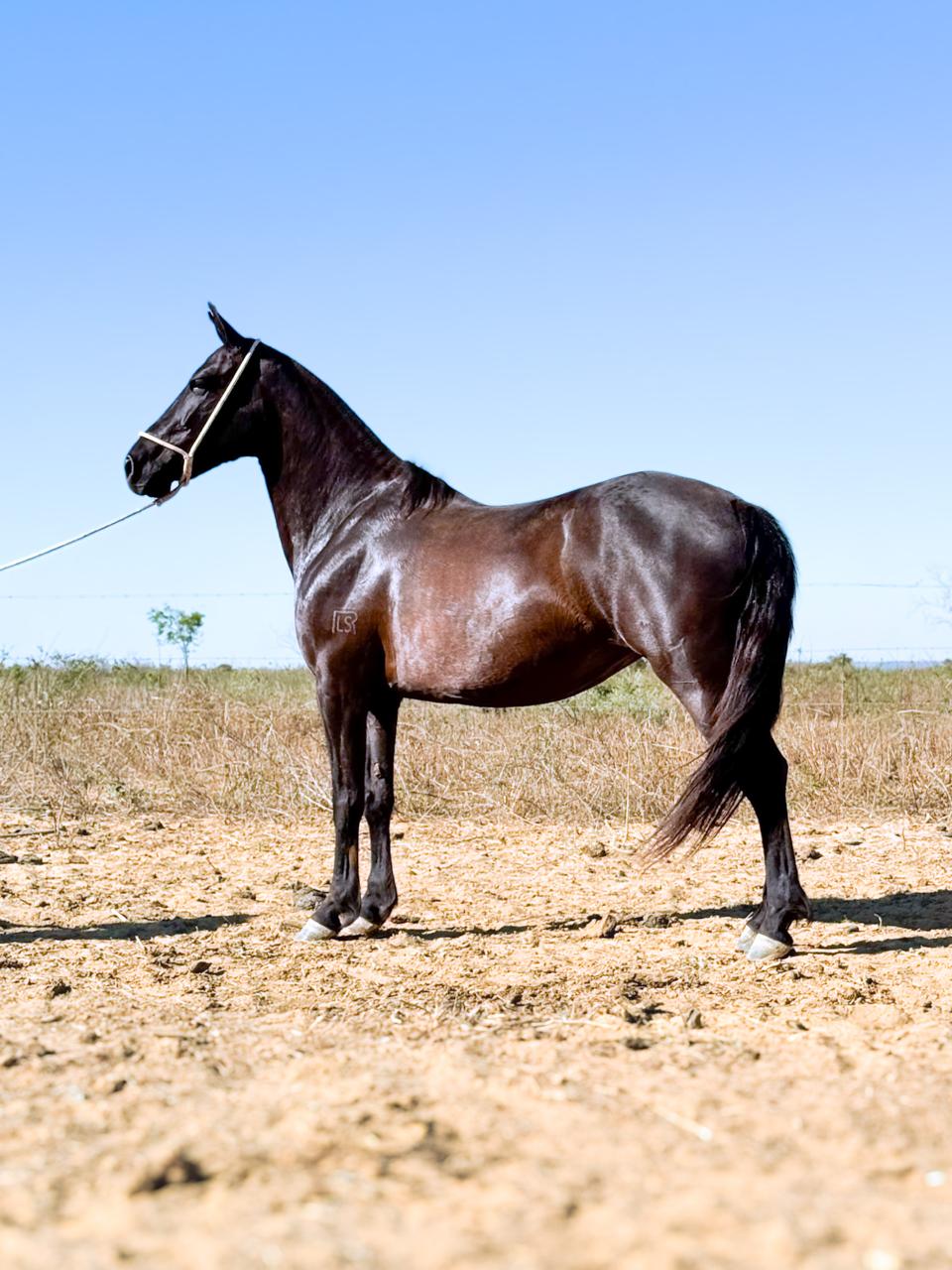 Cigana Pintado Baiano whatsapp image 2025 11 17 at 22.58.33 (5)