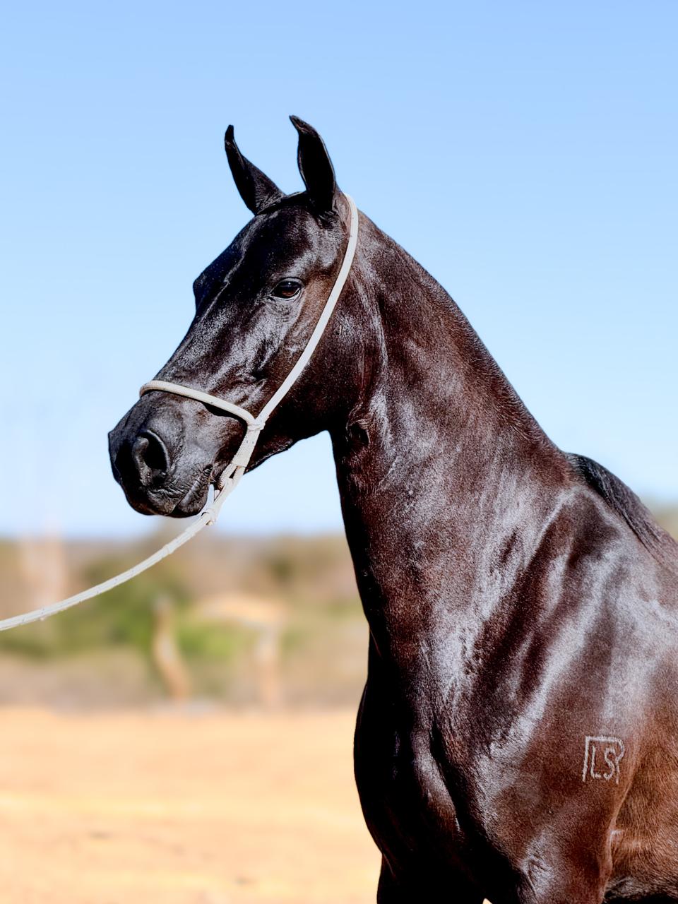 Cigana Pintado Baiano whatsapp image 2025 11 17 at 22.58.33