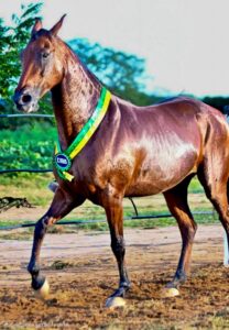 whatsapp image 2025 11 20 at 14.50.01