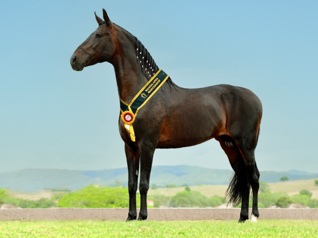 img radiante forum 100724200034