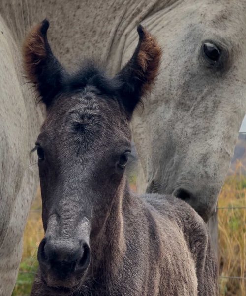 whatsapp image 2025 11 14 at 16.52.53